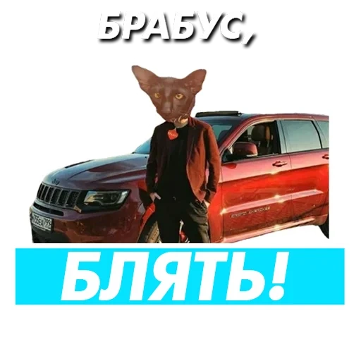 cat, cat, cat cat, you are a cat, zhorik revazov memes