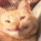 cat, gato, flipaclip, soundcloud, perro marino sonriendo cara roja