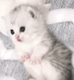 cute kittens, catcers milashka, cuties kittens, charming kittens, very cute kittens to tears