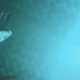 bottom, ocean floor, sea bottom, underwater background, undersea world