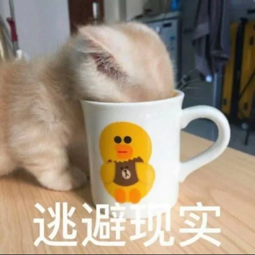кот, котик, кошка, чашка, чашка чаю