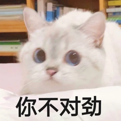 котик, котик мем, милые котики, милый котик мем, nana cat expressive