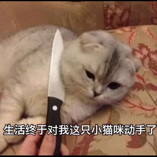 кот, кот ножом, кот ножиком, домашняя кошка, кошки прикольные