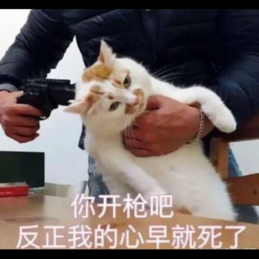 мем кот, кот пистолетом, кот пистолетом мем
