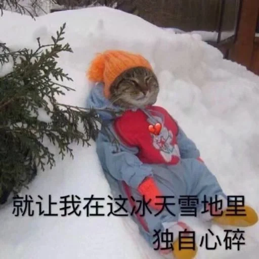 кот, зимние приколы, зима прикольные, кот комбинезоне снегу, с добрым утром 29 декабря