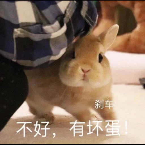 кролик, кролик рекс, мини кролик, домашний кролик, кролик карликовый