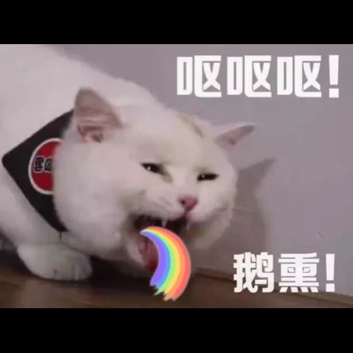 кот, котики, кот снупи, снупи кошка, японский кот снупи
