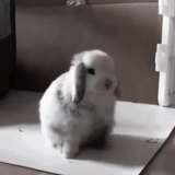 rabbit, dwarf rabbit, decorative rabbit, dwarf rabbit, dwarf lamb rabbit
