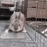 coniglio, i conigli, coniglio gnomo, decorare il coniglio, coniglio cincillà nano