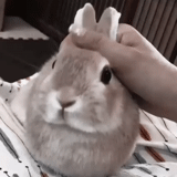 lapin, le lapin est mignon, bunny bunny, lapin mignon, lapins domestiques