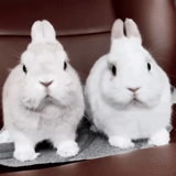 rabbit, white rabbit, the dwarf rabbit, the breed of rabbits rex, dwarf rex rabbit