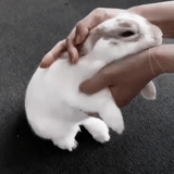 rabbit, rabbit, rabbit hell, the rabbit is white, rabbits breeding