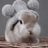 coelho, coelho, coelho, coelho, bonito chapéu de coelho