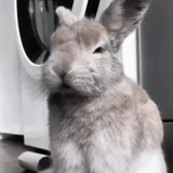 bunny, coniglio, coniglio grigio, coniglio comune, i conigli