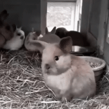 кролик, домашний кролик, кролик карликовый, кролик декоративный, карликовый рекс кролик