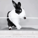bunny, coniglio, coniglio gnomo, coniglio olandese, coniglio nano olandese