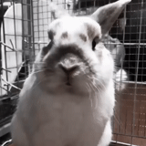 rabbit, the rabbit is white, the rabbit is alive, cheerful rabbit, home rabbit