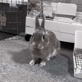 kelinci, kelinci itu lucu, kelinci rumah, kelinci kerdil, warna kelinci dekoratif chinchilla