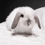 coniglio, coniglio dalle orecchie pendenti, coniglio gnomo, coniglio corto carino, decorazione del coniglio dell'orecchio appeso