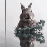 rabbit, cheerful rabbit, the rabbit is funny, cool hare, cool rabbit