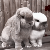 rabbit ram, coniglio gnomo, coniglio di pecora nano, coniglio gnomo, coniglio gnomo britannico