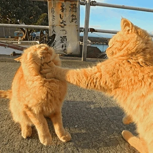 кот, рыжий кот, суровый кот, котики смешные, бьют рыжего кота