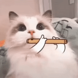 cat, cat with a pipe, cat flute, the cats are funny, cute cats are funny