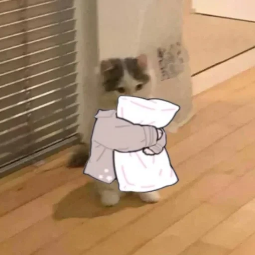 pack, der kater, anime cat, kätzchen meme, anomalyhamster