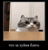cat, cats, cat meme, prozak memes, the cat asks