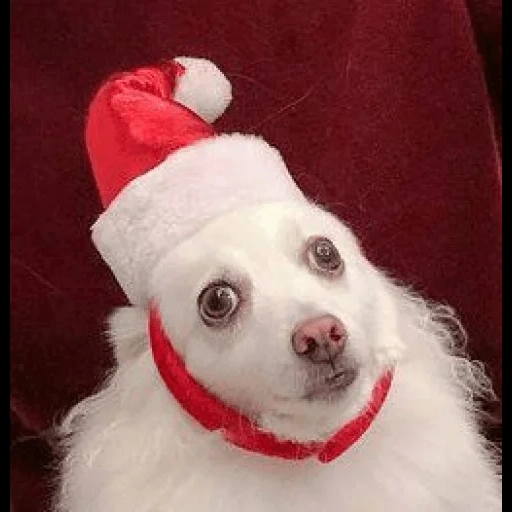 cane, i cuccioli, chihuahua babbo natale, cane chihuahua, cane natale