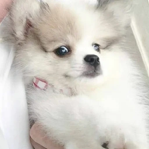 perro de pomerania, cachorro de spitz, perro spitz, pomerania spitz, cachorro de spitz pomerania