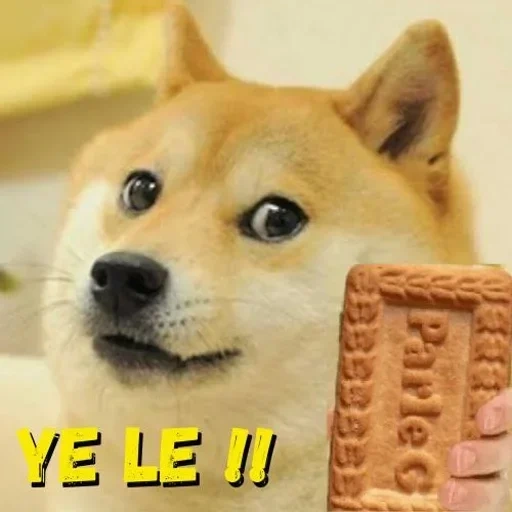 doge, cão de madeira, dogecoin, motivo de cão, cão meme