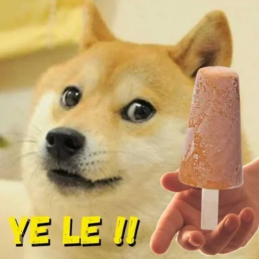 doge, chaidou, mème de chien, shiba inu, mème chai dog