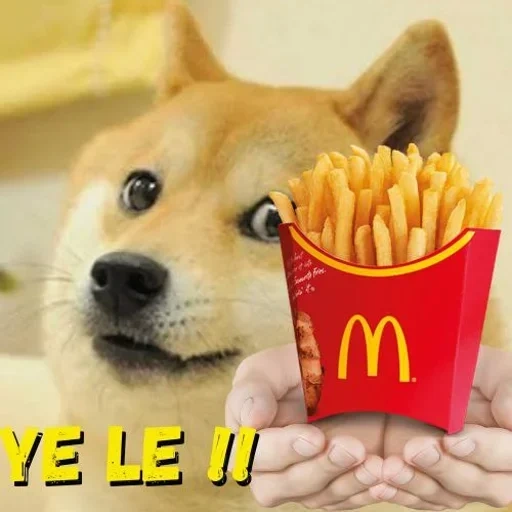 doge, chaidou, shiba inu, chien de mème, chien