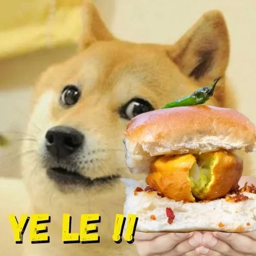 doge, mème de chien, doge meme, beaucoup de chiens, shiba inu meme