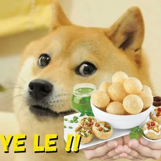 doge, siba inu, dogecoin, shiba inu, doge sovrani