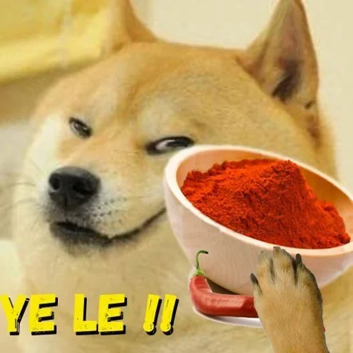 doge, mème de chien, shiba inu, chien, chien de chai