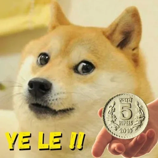 doge, mème de chien, shiba inu, doge meme, chien