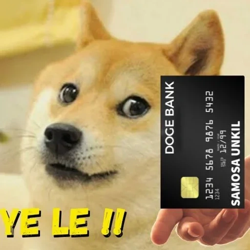 meme dogado, siba inu, shiba inu, perro dogado, doge android