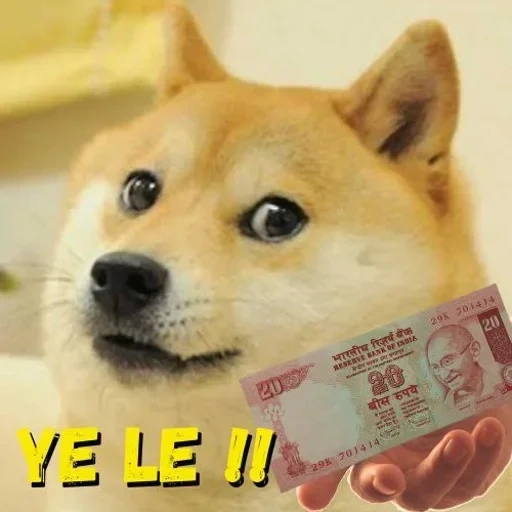 doge, dogecoin, mème de chien, shiba inu, chien