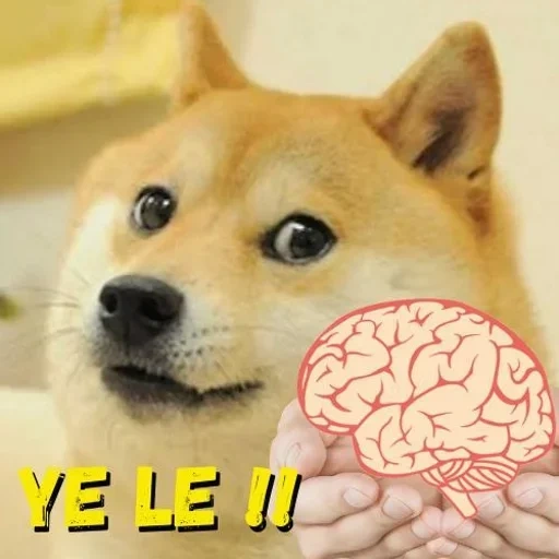 doge, chaidou, mème de chien, shiba inu, shiba inu meme