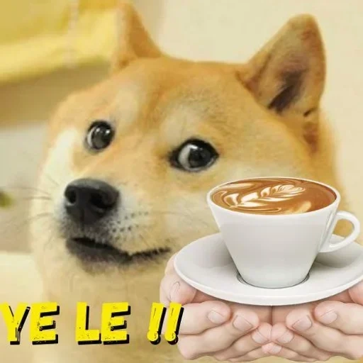 doge, mème de chien, shiba inu, chien, chien de chai