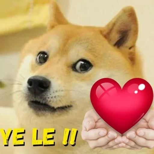 doge, siba inu, shiba inu, doge meme, meme di shiba inu