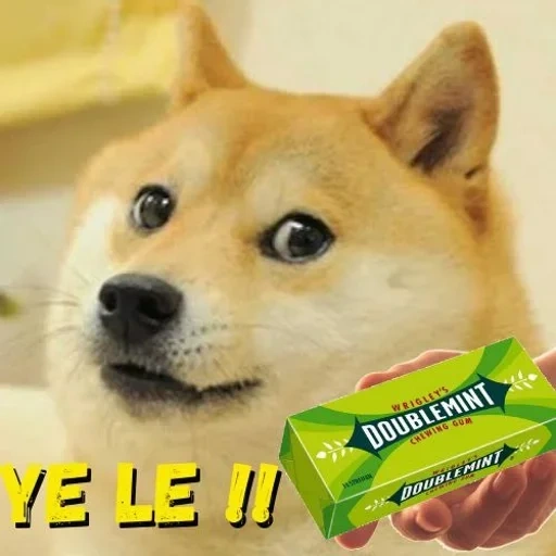 doge, mème de chien, shiba inu, doge meme, chien