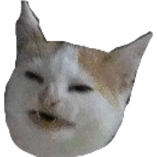 emote, modelo de gato