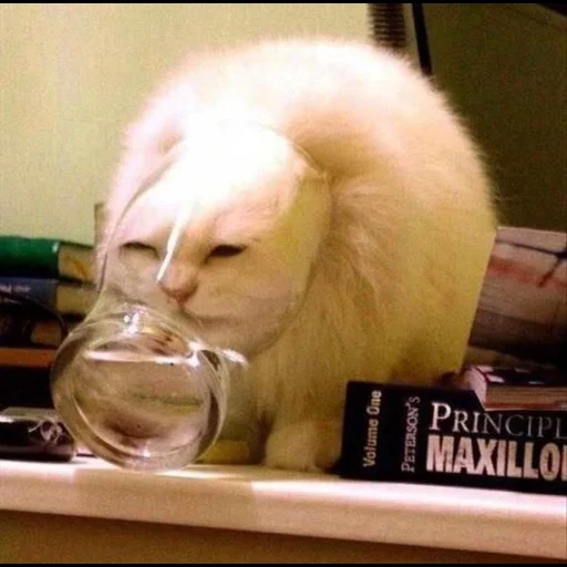 gato, cat, gato, os animais são divertidos, modelo de copo de gato