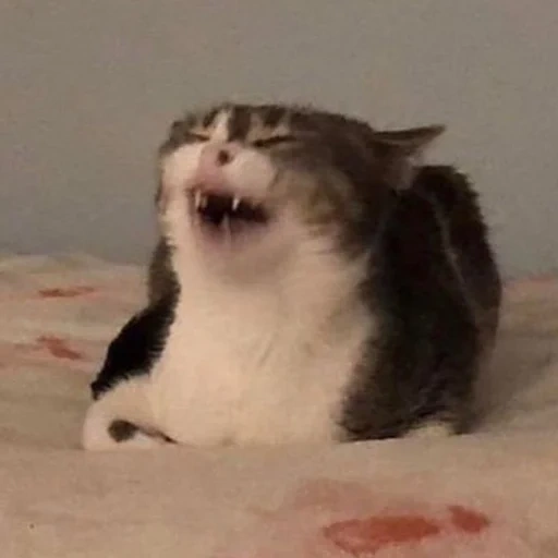 gato, cat meme, gato gritando, gato sorridente, modelo de riso de gato