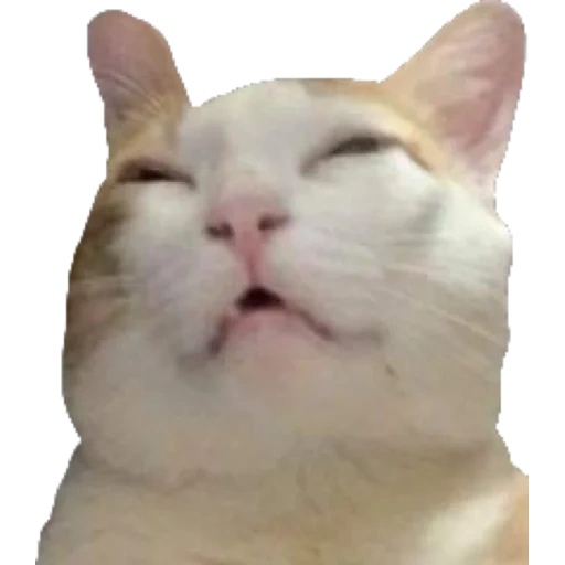 cat, cat, cat meme, smug cat, white cat meme
