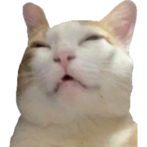 gato, gato, motivo de gato, smug cat, cat de fundo branco