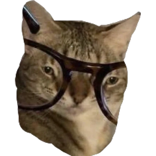 katze durch brille